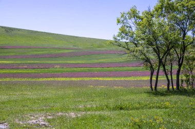 Yeşil bir tepe ve mavi gökyüzüne karşı renkli bir tarım alanının kenarında ağaçlar. Issyk-Kul vadisi.
