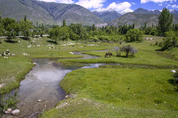 Um cavalo pastando em um prado com um rio no fundo da floresta, montanhas e céu nublado . — Fotografia de Stock