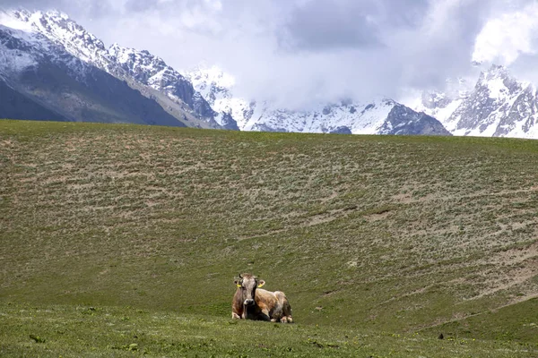 Una vaca acostada en un pasto verde de montaña sobre el telón de fondo de picos nevados de montaña en las nubes. Región de Issyk-Kul —  Fotos de Stock