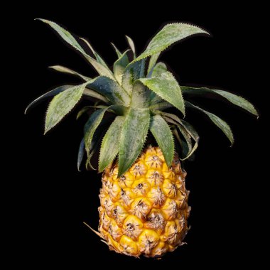 Siyah arka plan üzerinde izole yaprakları üzerinde çiğ damla ile Olgun ananas meyve.