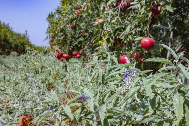 Bahçedeki ağaçların dallarında olgun nar meyveleri ve yerdeki gümüşyaprağı itüzümü.