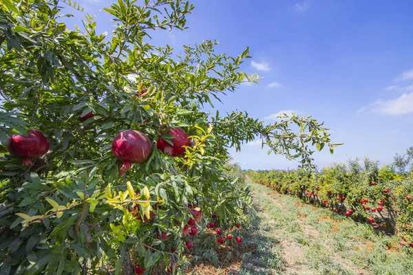 Rader av granatäpplen med mogna frukter på grenarna på en åker — Stockfoto