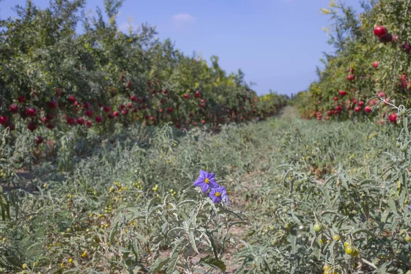 Silverleaf nightshade flowers and fruits between Rows of pomegranate trees with ripe fruits on the branches