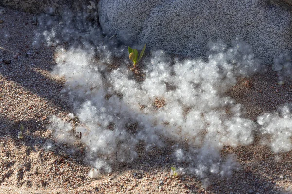 Peluches de peuplier aux graines et pousses d'arbres sur le sable marin — Photo