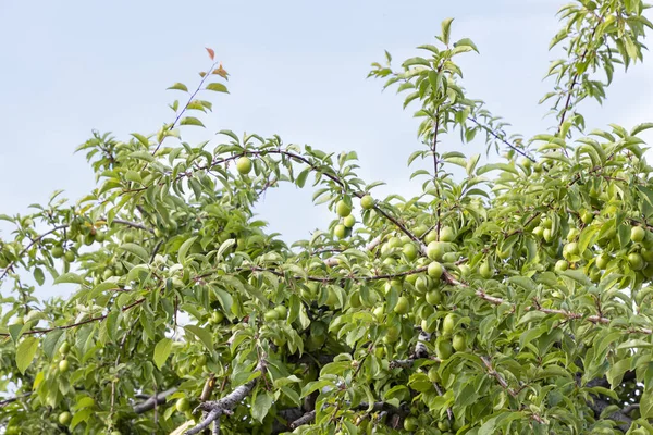Aprikosträd grenar med gröna omogna frukter i bladverket. Kirgizistan — Stockfoto