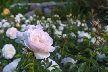 Bulanık bir arkaplanda, güneşe yakın pembe bir gülün başı.