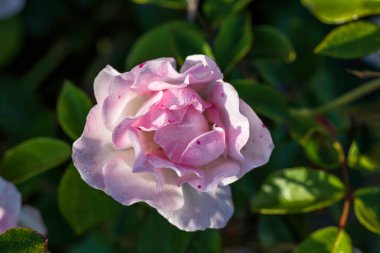 Çiçek açan pembe ve beyaz gül çiçeğinin üst görüntüsü, yapraklarında çiy taneleri olan yeşil yaprakların arka planına yakın.