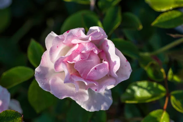 Draufsicht Auf Eine Blühende Rosa Und Weiße Rose Blume Mit — Stockfoto