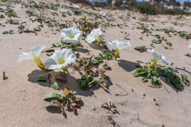 Kum tepeciklerindeki beyaz sahil çiçekleri Convolvulus secundus. İsrail
