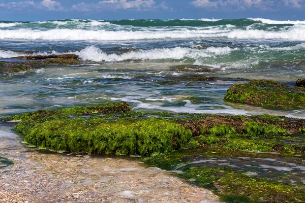 干潮時の泡立つ波の間に緑藻で覆われた海の石 — ストック写真