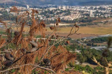 Tarım vadisi ve köy kozalaklı kuru dalların arasından geçiyor.
