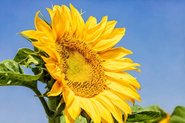 Çiçek açan bir ayçiçeğinin başı yeşil yapraklı bir arka planda yakın plan.