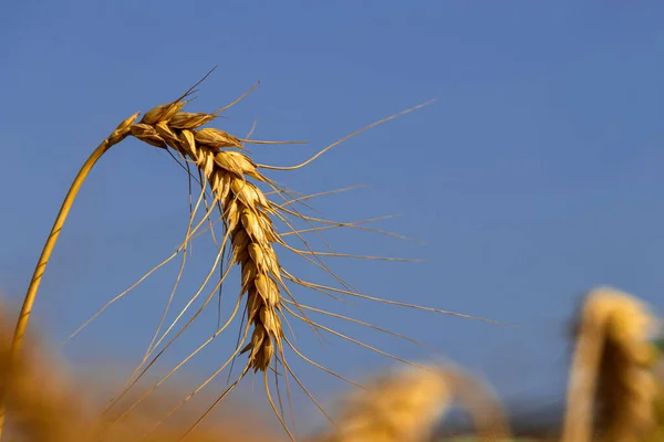 Yellow spikelet of ripe wheat close up on a background of blue sky — Stock Photo, Image