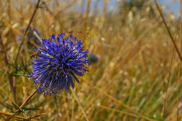Blue southern globe thistle, Echinops flower on a blurred background of yellow dry grass — Stock Photo, Image