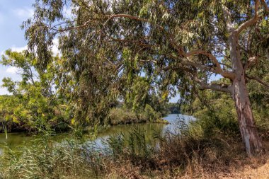 Alexander 'ı okaliptüs ağaçlarıyla kıyılara aktar. İsrail