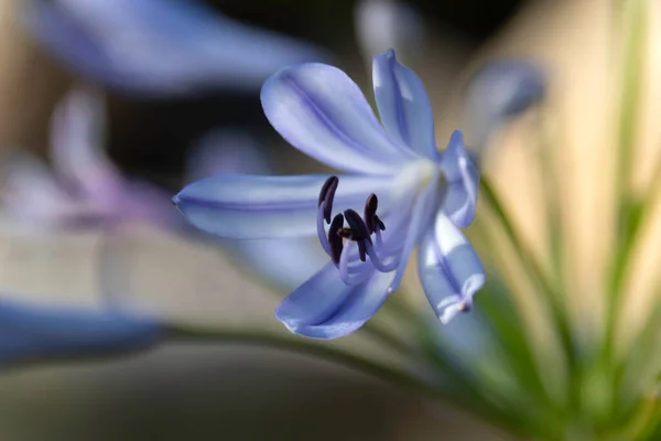 Delicato fiore blu Giglio del Nilo primo piano su uno sfondo sfocato — Foto Stock