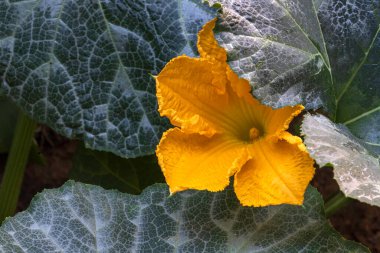 Büyük yeşil yaprakların arasında sarı kabak çiçeği