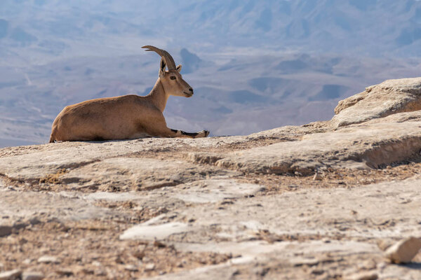 Nubian ibex lying on a rock against the background of the Ramon Crater mountains. Israel