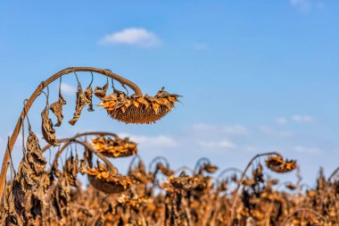 Kuru ayçiçeği başıyla olgun tohumlar.