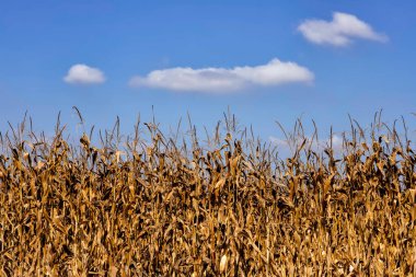 Mavi gökyüzünün arka planında bulutlu olgun altın mısırlar. İsrail