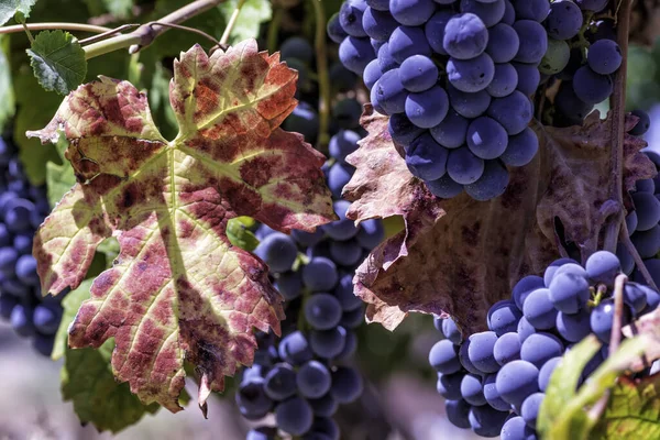 Ripe Wine Grapes Colorful Autumn Leaf Close — Stock Photo, Image