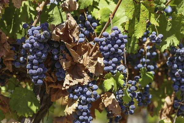 Uvas Vino Maduras Entre Follaje Verde Viñedos Latrun Israel —  Fotos de Stock