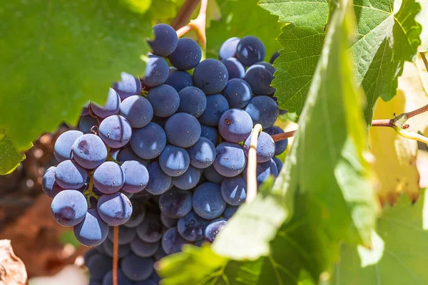 Ripe Wine Grapes Green Foliage Latrun Vineyards Israel — Stock Photo, Image