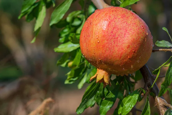 Érett gránátalma gyümölcs esőcseppekkel egy faágon — Stock Fotó