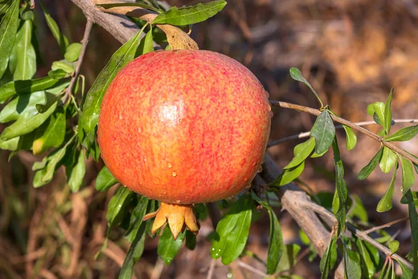 Mogen granatäpple frukt med regndroppar på en trädgren — Stockfoto