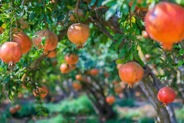 Mognande frukter av ett granatäpple träd närbild på en bakgrund av grönt bladverk — Stockfoto