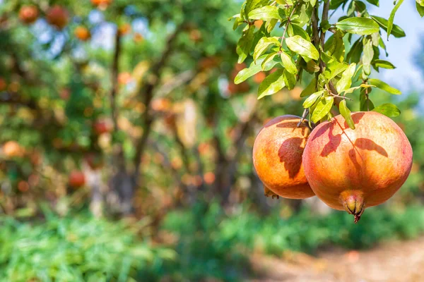 Mognande frukter av ett granatäpple träd närbild på en bakgrund av grönt bladverk — Stockfoto