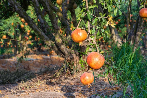 Gránátalmafa érett gyümölcsei közelkép a zöld lombozat hátterében — Stock Fotó