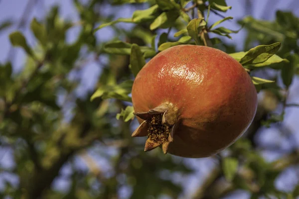 Mogen granatäpple frukt med regndroppar på en trädgren närbild — Stockfoto