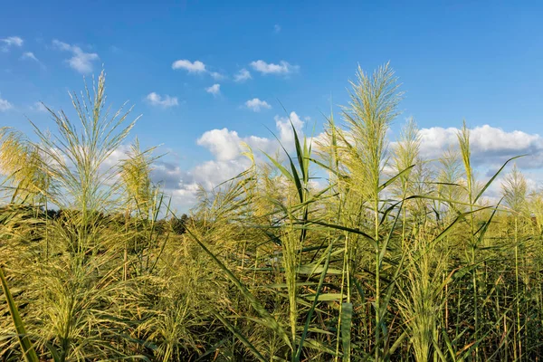 Blooming reeds on the shore of a pond against a blue sky with clouds — Stock Photo, Image
