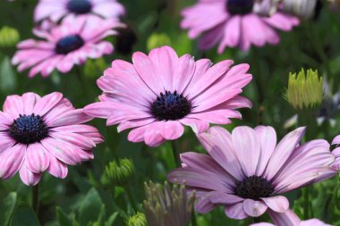 Botanik Bahçe içinde güzel çiçek açan krizantem