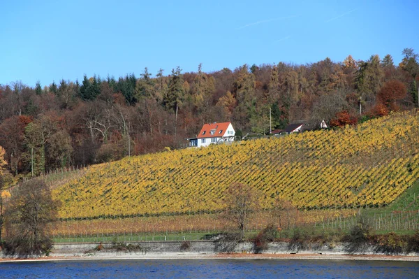 Vineyard Meersburg Lake Constance Autumn Germany — Stock Photo, Image