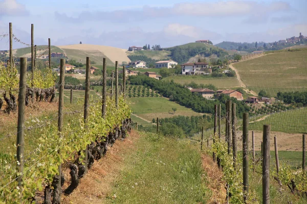 Vineyard Rural Landscape Piedmont Region Italy — Stock Photo, Image