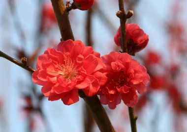 Çin Ay Yılı için ilkbaharda şeftali çiçeği