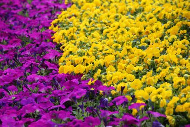 İlkbaharda mor ve sarı çiçek tarlası