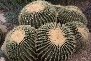 Altın Top Kaktüsü grubu, vahşi doğada nadir ve kritik tehlike altında.