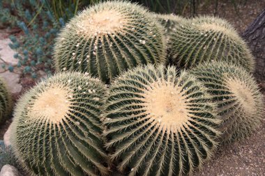 Bahçedeki doğal kaktüs