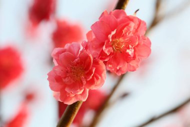 Bahçedeki pembe şeftali çiçekleri