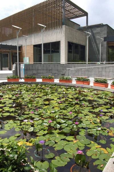 Hong Kong Septiembre 2020 Jardín Lirios Agua Parque Del Gobierno —  Fotos de Stock