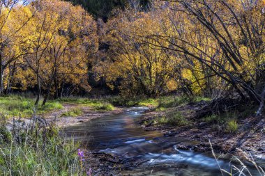 Renkli ağaçlar ve akışı ok şehirde sonbahar south Island, Yeni Zelanda.