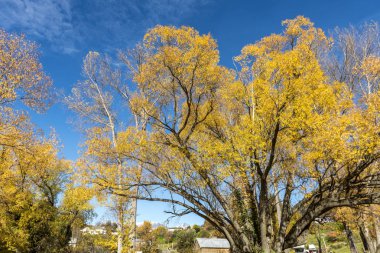 Renkli ağaçlar yakınındaki göl Hayes, ok şehirde sonbahar south Island, Yeni Zelanda.
