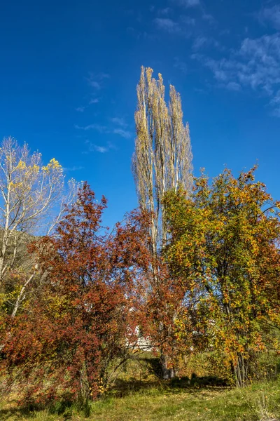 Kolorowe Drzewa Pobliżu Jeziora Hayes Miasto Strzałka Jesieni Południowa Wyspa — Zdjęcie stockowe