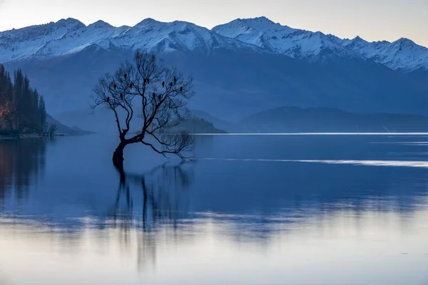 Árvore Wanaka Outono Roys Bay Ilha Sul Nova Zelândia — Fotografia de Stock