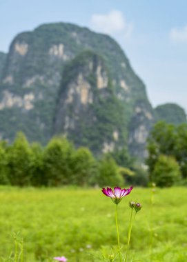 Güzel Galsang çiçek Yangshuo Guilin İlçesi, Çin Guangxi karstik en yüksek Dağı.