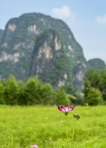 The beautiful Galsang flower with the peak of Karst mountain in Yangshuo county of Guilin, Guangxi of China.