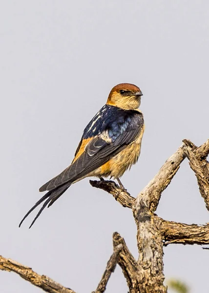 Större Striped Swallow Dusternbrook Cheetah Herrgården Namibia — Stockfoto